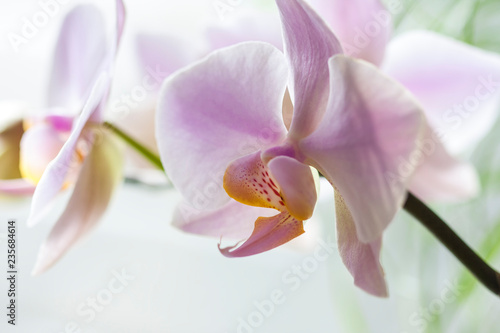 Pink Phalaenopsis or Orchid flower.