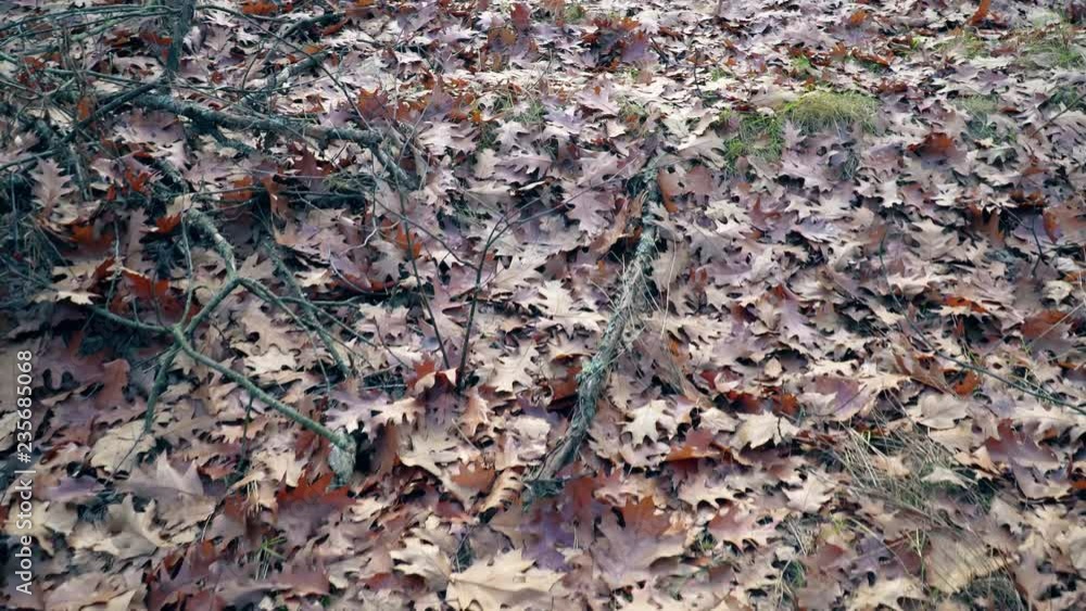 Autumn Oak Leaves on the Ground Background Autumn Oak Leaves on the Ground Background
