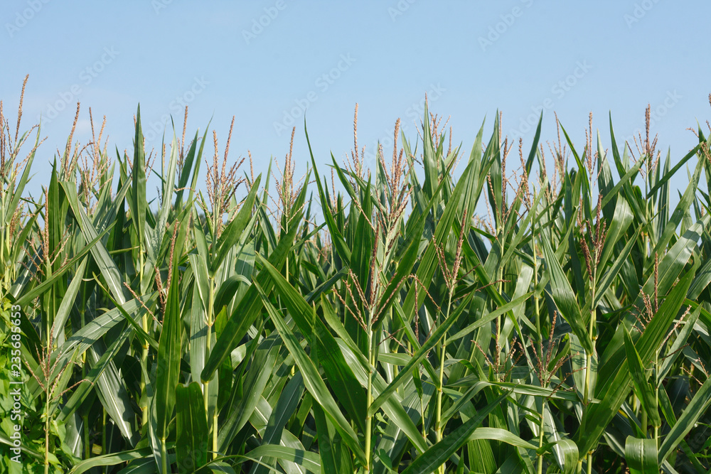 Mais, Maisfeld , Niedersachsen Mais, Maisfeld , Niedersachsen