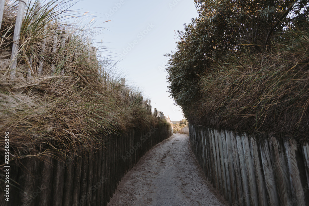 Fototapeta premium Way through the dunes to the north sea, sunset.