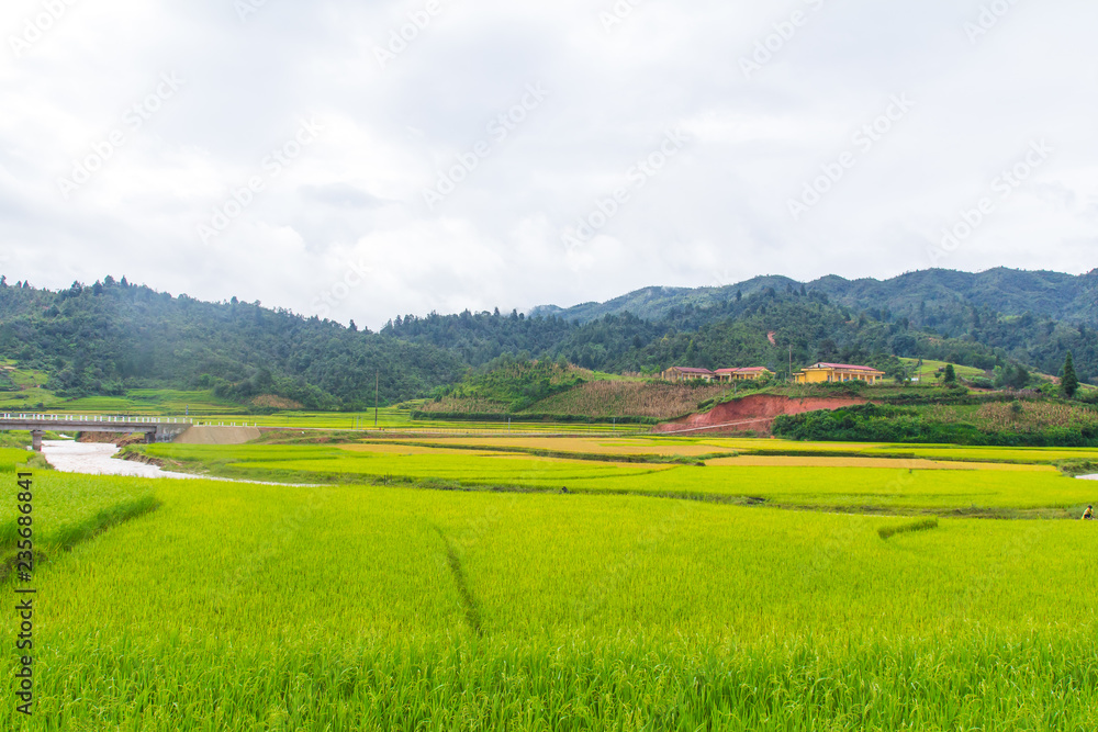 Beautiful view of rice terrace, mu cang chai, vietnam