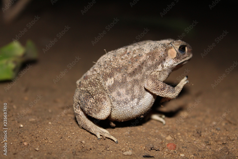 Obraz premium Frog