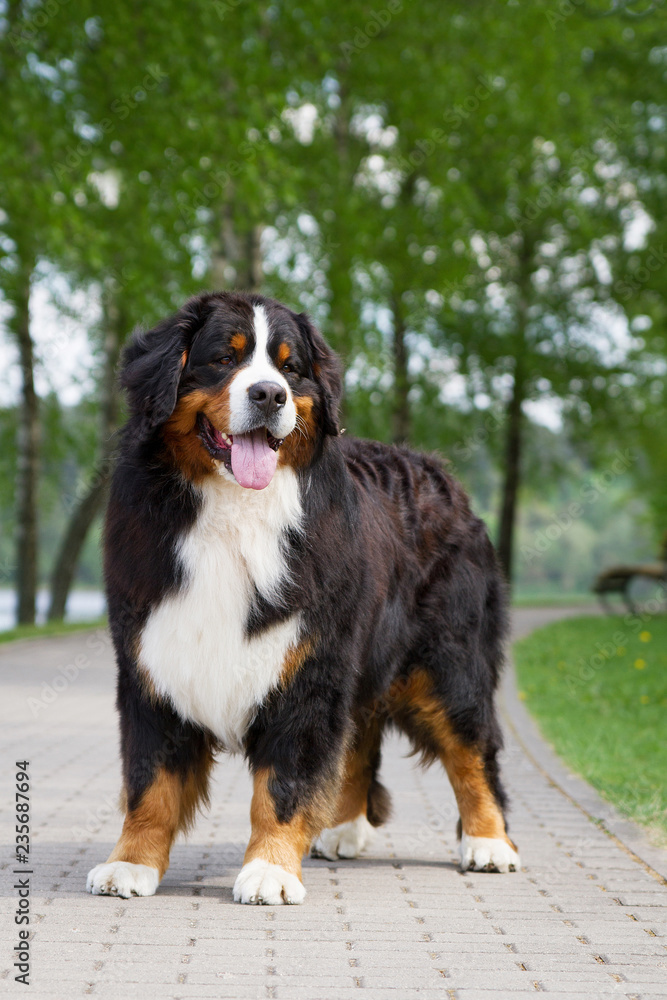 Bernese mountain dog outside in beautiful park. Bernese mountain dog outside in beautiful park.