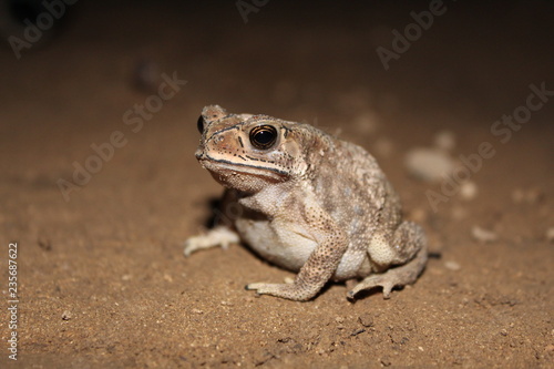 Closeup of Frog