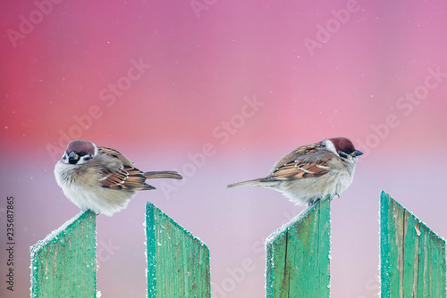 two cute funny birds sparrows sit in the winter garden on a wooden old fence and look in different directions