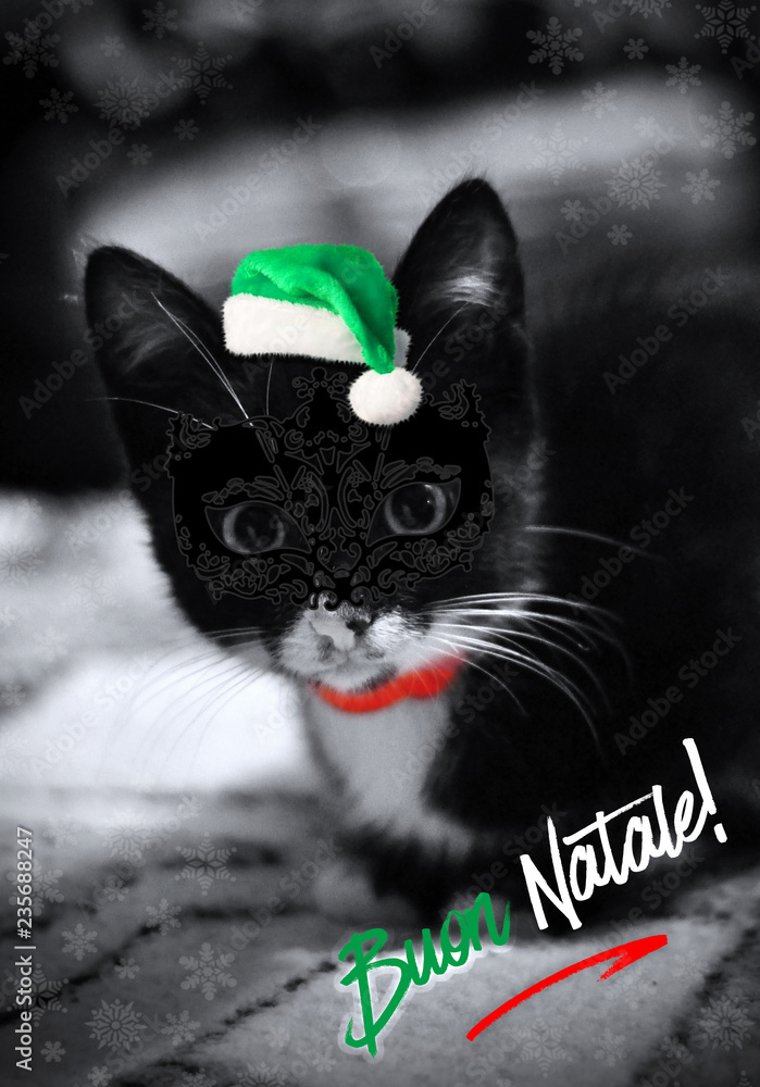 Naklejka Cute little black with white Christmas kitten. A funny kitten with santa hat. Greeting card with a cute kitten and Christmas Italian message - Buon Natale!