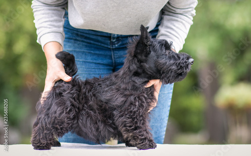 Black scottish terrier puppy posing outside at summer. Young and cute terrier baby. 