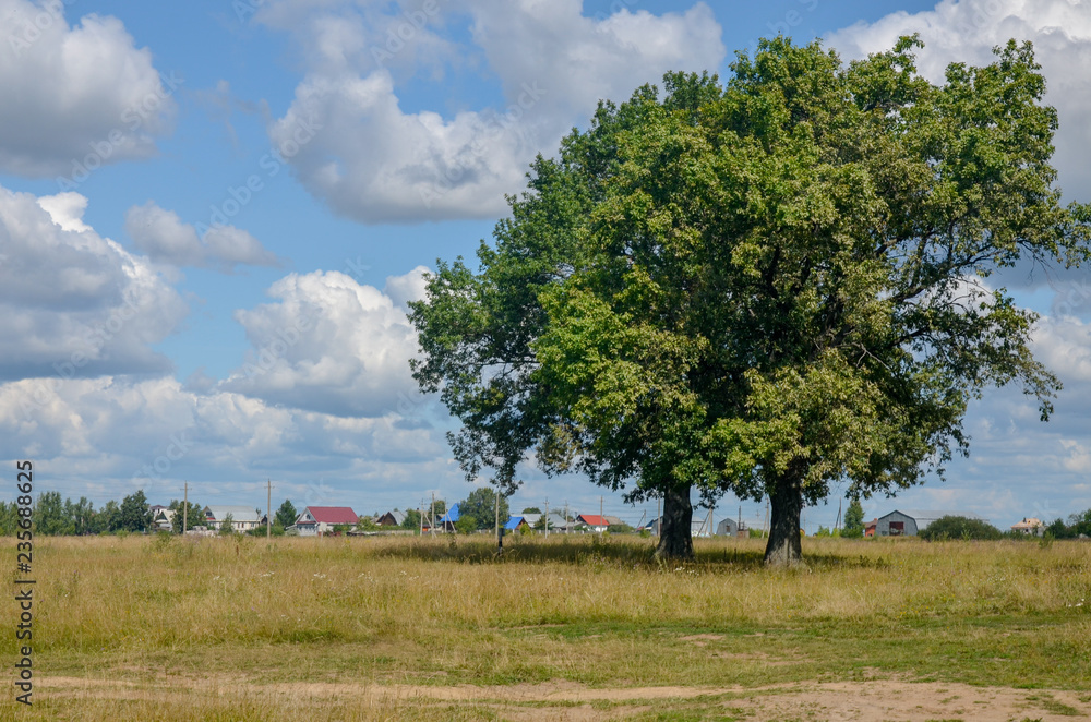 lonely tree in a field against a blue sky lonely tree in a field against a blue sky