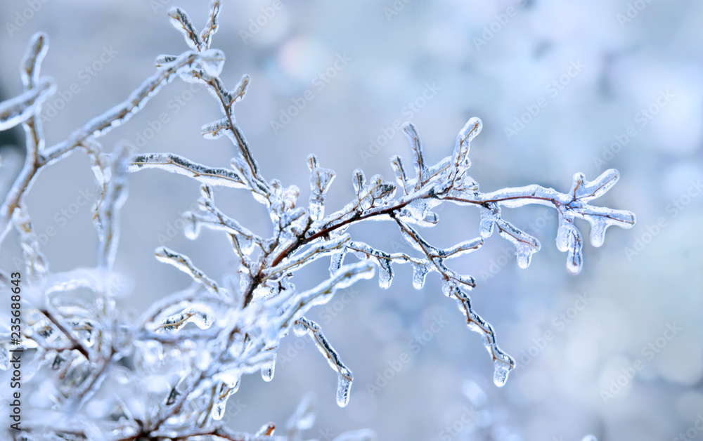 Fototapeta premium Winter icy branch after freezing rain. Winter background