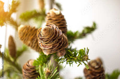 Close-up photo of pine tree branches on sunny day. Christmass and New year concept.