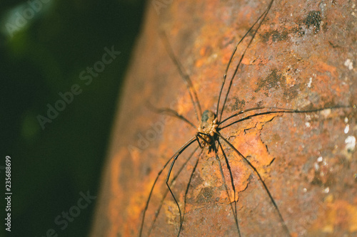 on a rusty semicircular pipe sits a spider with long legs, a spider in ambush