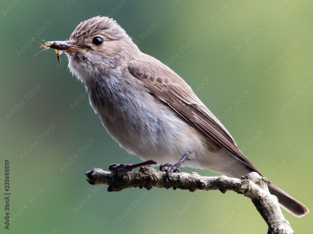 Fototapeta premium The Spotted Flycatcher (Muscicapa striata)