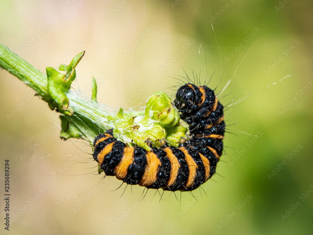 Cinnabar Moth Caterpillar on Ragwort