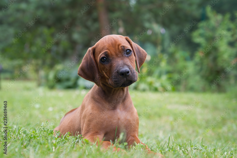 Rhodesian ridgeback puppy in the green park. Small puppy portrait. Rhodesian ridgeback puppy in the green park. Small puppy portrait.