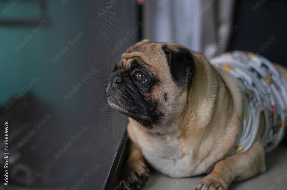 Adorable pug dog waiting for owner at the door.