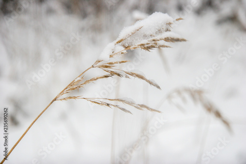 Grass cowered with snow in winter time.