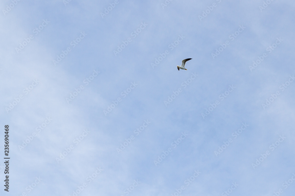 Bird Seagull flying in the sky in cloudy weather Bird Seagull flying in the sky in cloudy weather