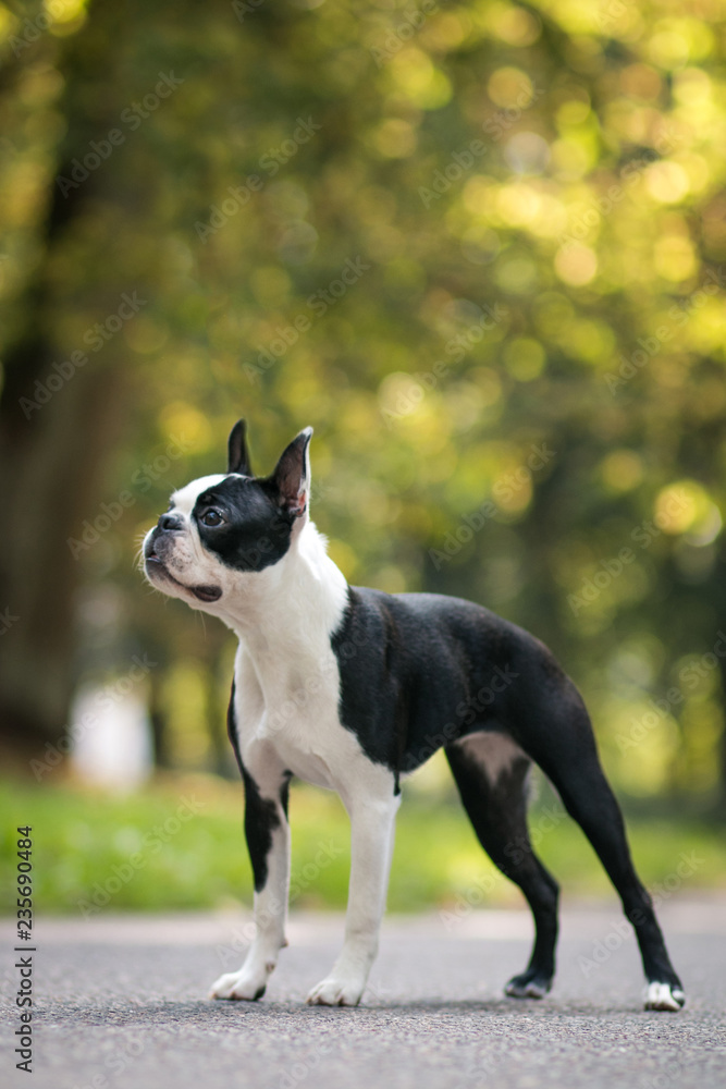 Boston terrier dog posing in city center park. Young boston terrier	