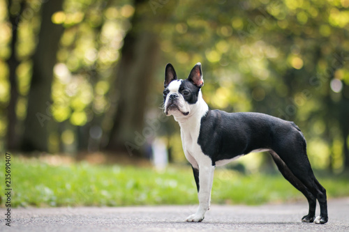 Boston terrier dog posing in city center park. Young boston terrier	 photo