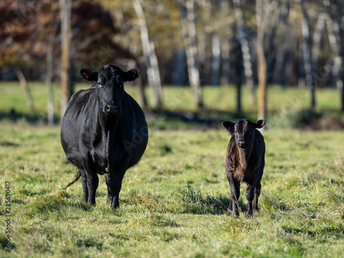 Black Angus Cattle on an autumn day on a Minnesota Ranch