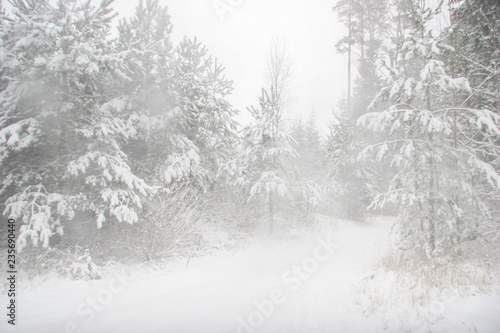 Beautiful winter landscape with snowy road in the winter forest. © Roberts Ratuts