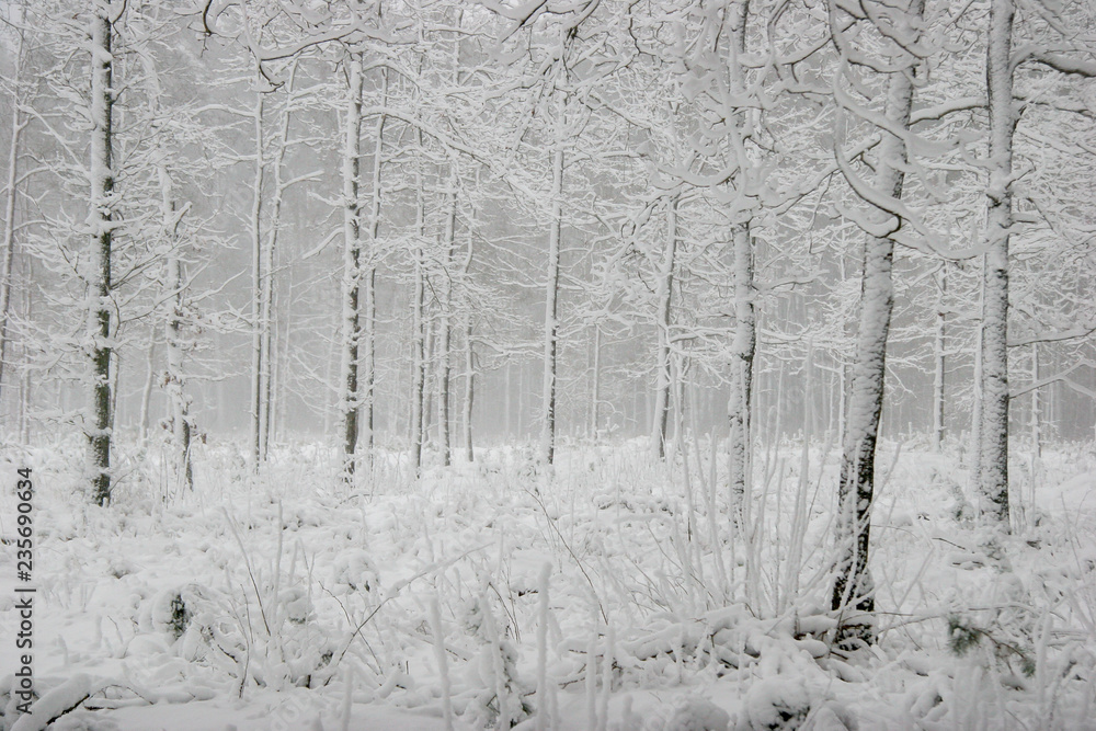 Fototapeta premium Winter forest landscape with snowy winter trees