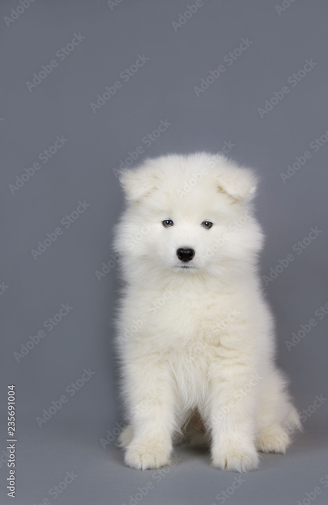 Samoyed puppy posing in the studio grey background. Show puppy.	