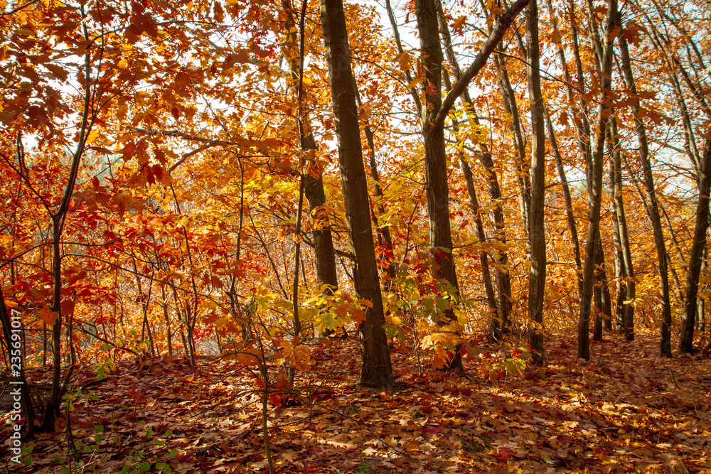 Beautiful autumn trees and bushes in the forest. Orange and red trees illuminated by the sun. Fallen leaves. Calm sunny day.