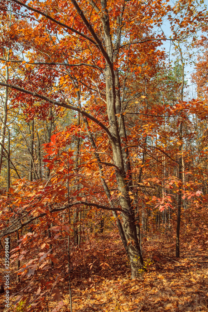 Beautiful autumn trees and bushes in the forest. Orange and red trees illuminated by the sun. Fallen leaves. Calm sunny day.