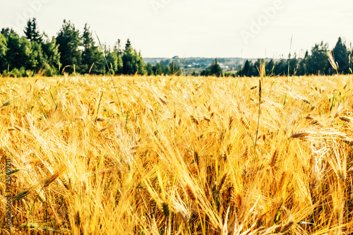 Golden wheat field with green forest in background