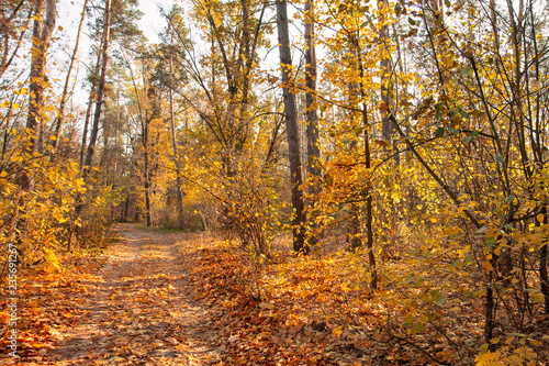 Autumn golden and yellow trees illuminated by the sun on an autumn day. Forest trail covered with fallen leaves. Calm sunny day. © Nataly