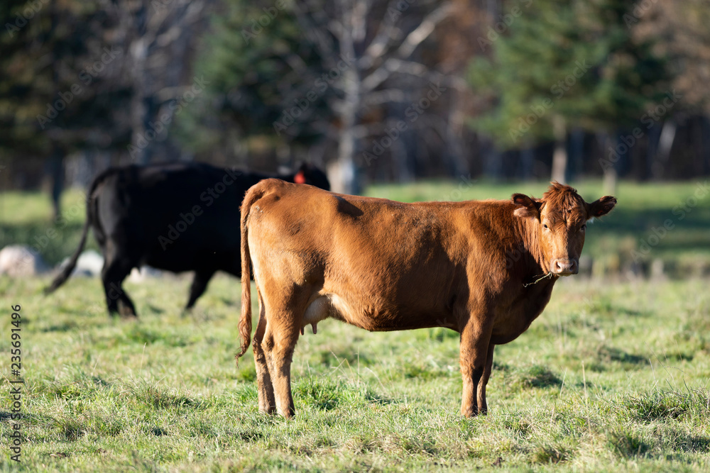 Black Angus Beef cattle in a pastrue on an autumn day Black Angus Beef cattle in a pastrue on an autumn day