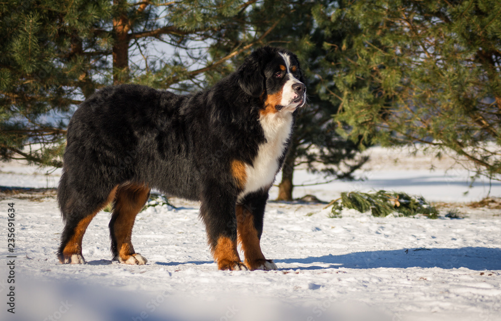 Bernese mountain dog junior male posing in the snow. Bernese mountain dog junior male posing in the snow.