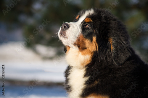 Bernese mountain dog junior male posing in the snow. 