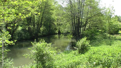 splendid green nature in early summer