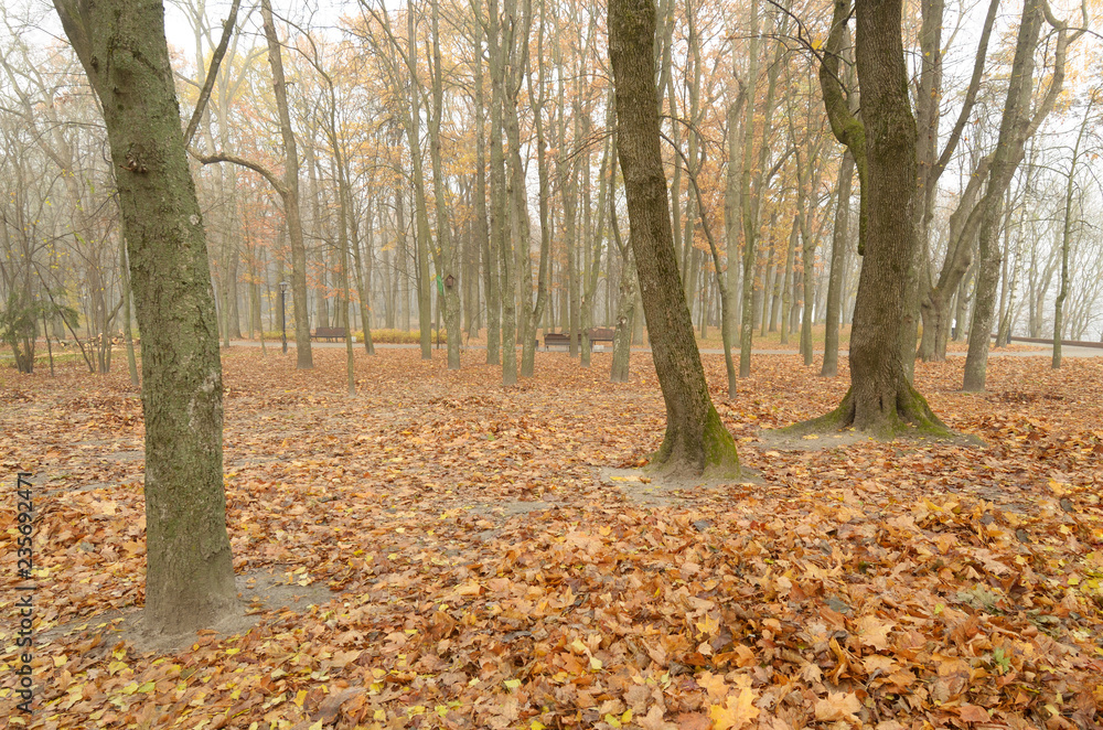 Foggy morning in autumn .