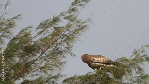 Bird of prey swaying,low angle view.
Short toed snake eagle perching on the top of pine tree branch swaying in the wind ,4K video.
