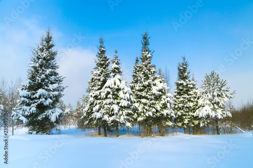 Beautiful winter landscape with fir trees and forest path