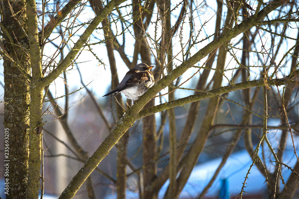 Fototapeta premium colourful bird Turdus pilaris on the branches of the tree