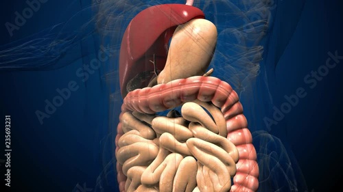 3D render illustration digestive system .
Human anatomy. Muvement guts inside abdomen photo