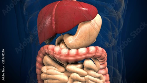 3D render illustration digestive system .
Human anatomy. Muvement guts inside abdomen