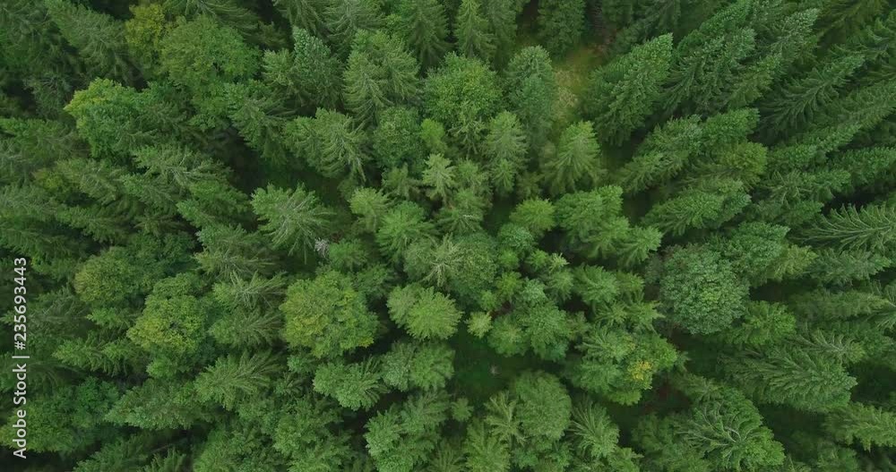 Aerial view of a green spruce forest in early autumn Aerial view of a green spruce forest in early autumn