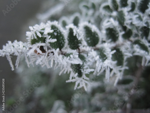 Frosty leaves