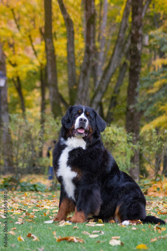 Bernese mountain dog posing in park background. Beautiful autumn.	