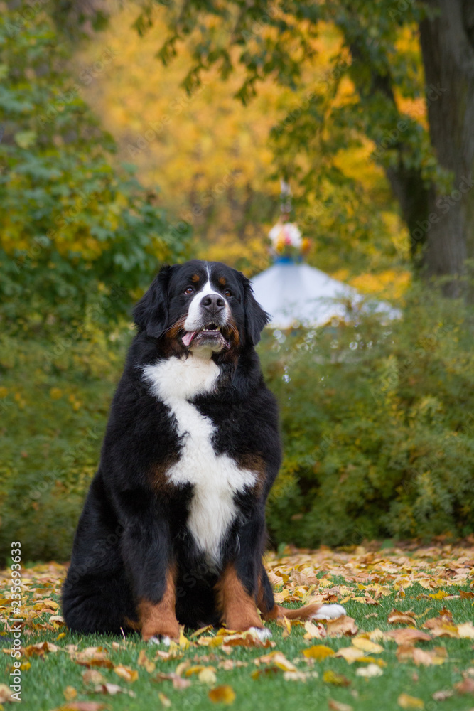 Bernese mountain dog posing in park background. Beautiful autumn.	