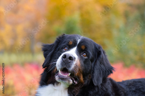 Bernese mountain dog posing in park background. Beautiful autumn. 