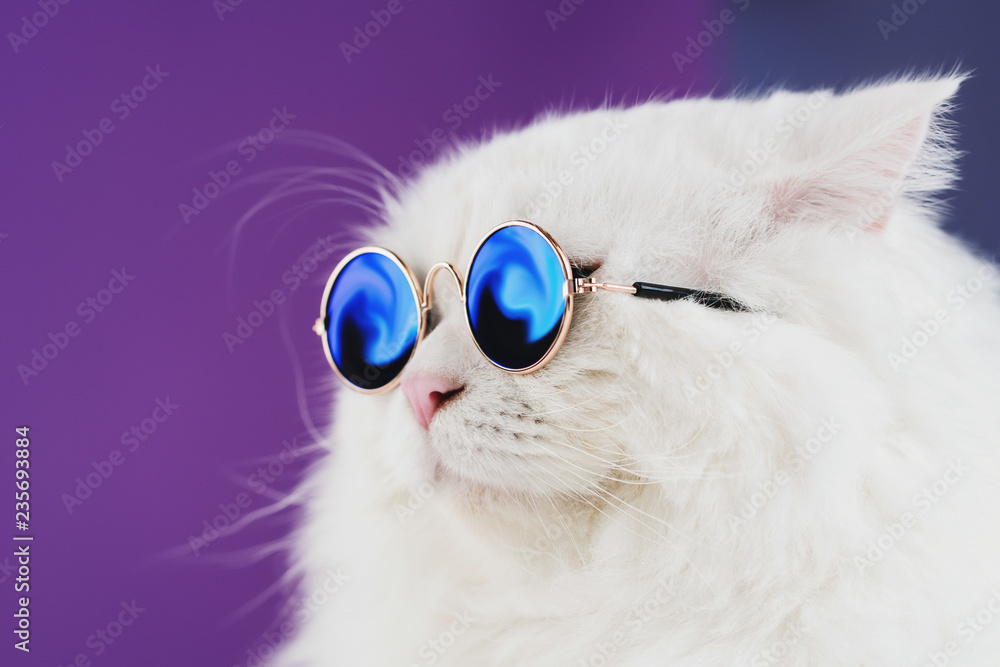 Naklejka Zamknięty portret biały owłosiony kot w moda okularach przeciwsłonecznych. Zdjęcie studyjne. Luksusowa domowa kiciunia w szkłach pozuje na purpurowej tło ścianie