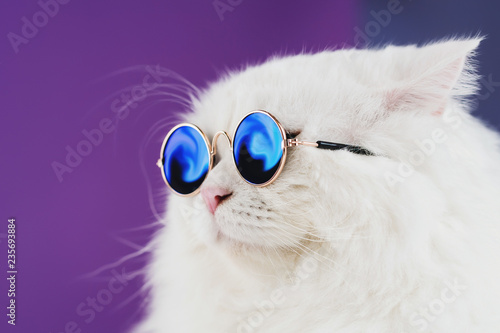 Close portrait of white furry cat in fashion sunglasses. Studio photo. Luxurious domestic kitty in glasses poses on purple background wall