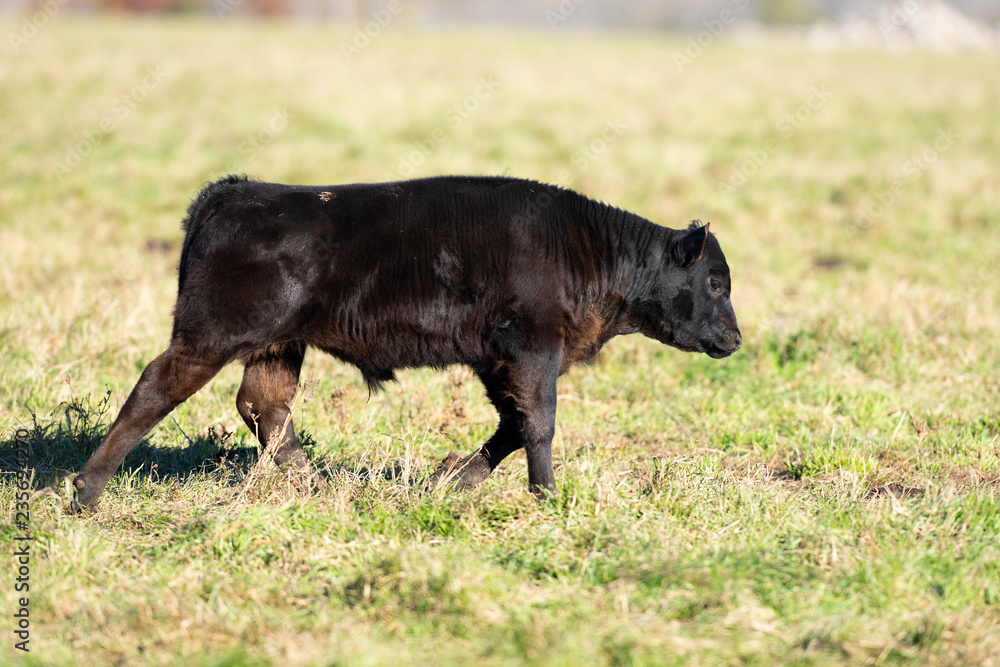 Black Angus calves in a pasture on a Minnesota Farm Black Angus calves in a pasture on a Minnesota Farm