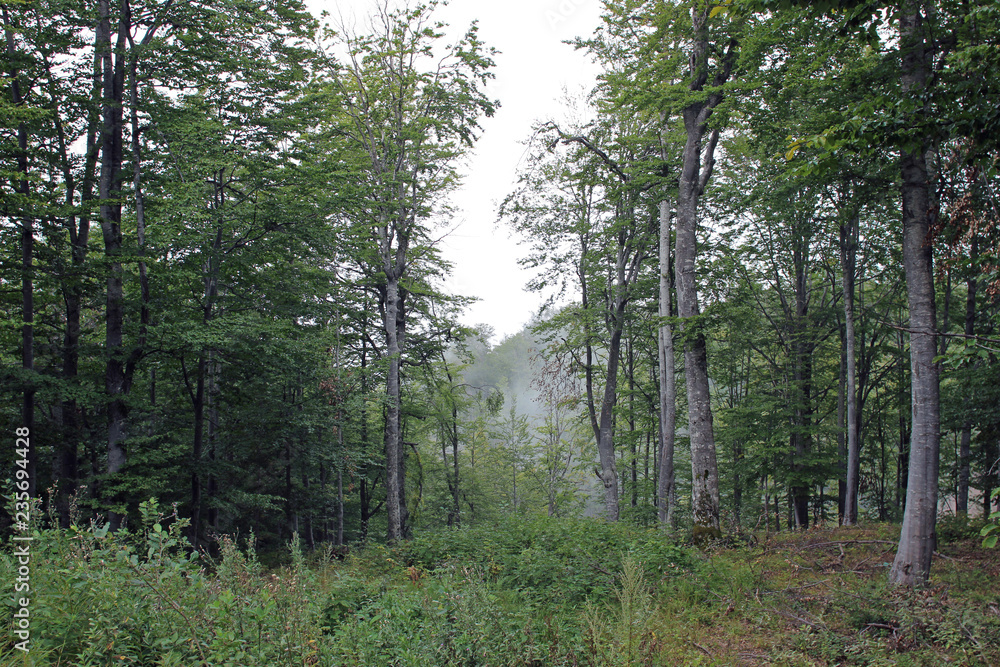 Fototapeta premium Forest woods park lush summer